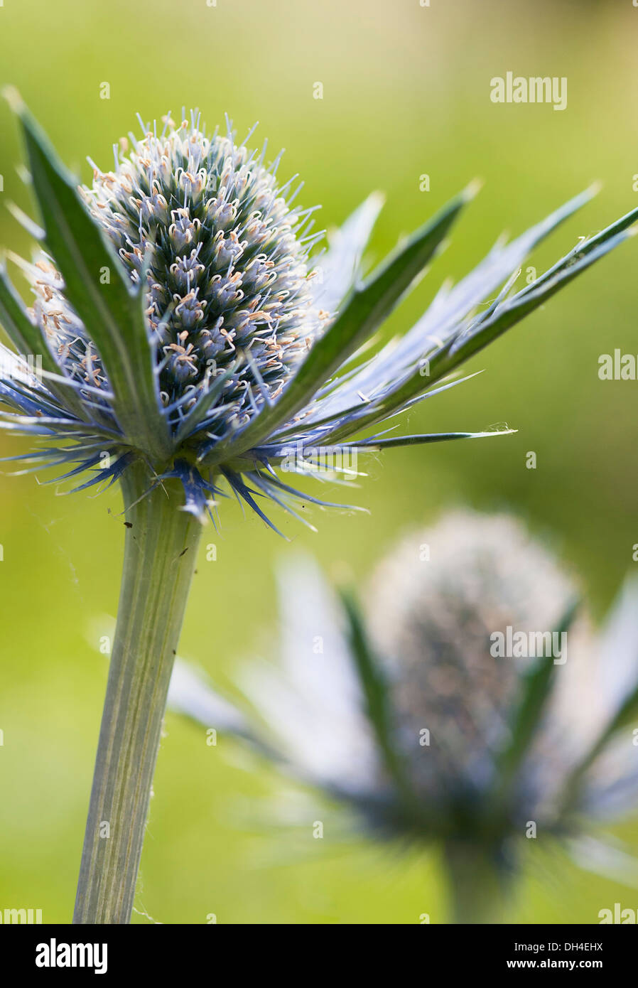 Holly Mer, Eryngium x zabelii Eijking Jos. Thistle-comme les capitules entourés de bractées épineuses, bleu argenté. Banque D'Images