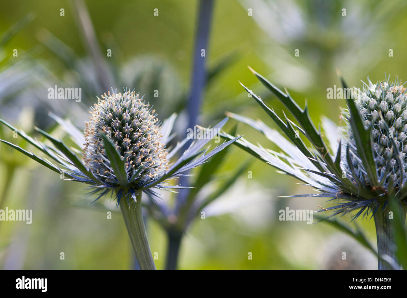 Holly Mer, Eryngium x zabelii Eijking Jos. Thistle-comme les capitules entourés de bractées épineuses, bleu argenté. Banque D'Images