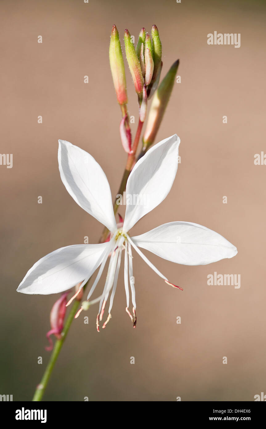 Gaura lindheimeri Whirling butterflies. Tige avec seul, blanc, fleur ouverte et cluster de bourgeons. Banque D'Images