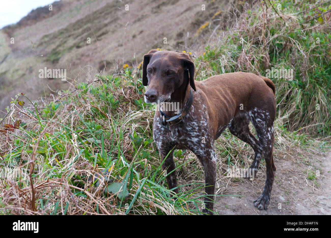 Beau braque allemand dans la colline Banque D'Images