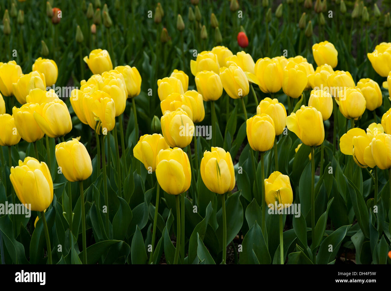Belles tulipes jaunes dans le jardin Banque D'Images