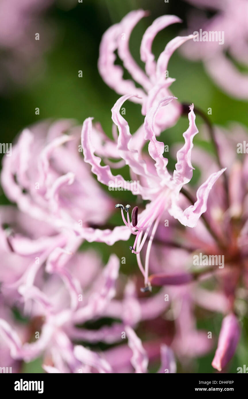 A proximité, portrait de fleurs de Jonathan Cerrada-mon Paradis undulata avec étroites, rose et plissée pétales et des étamines saillantes. Banque D'Images