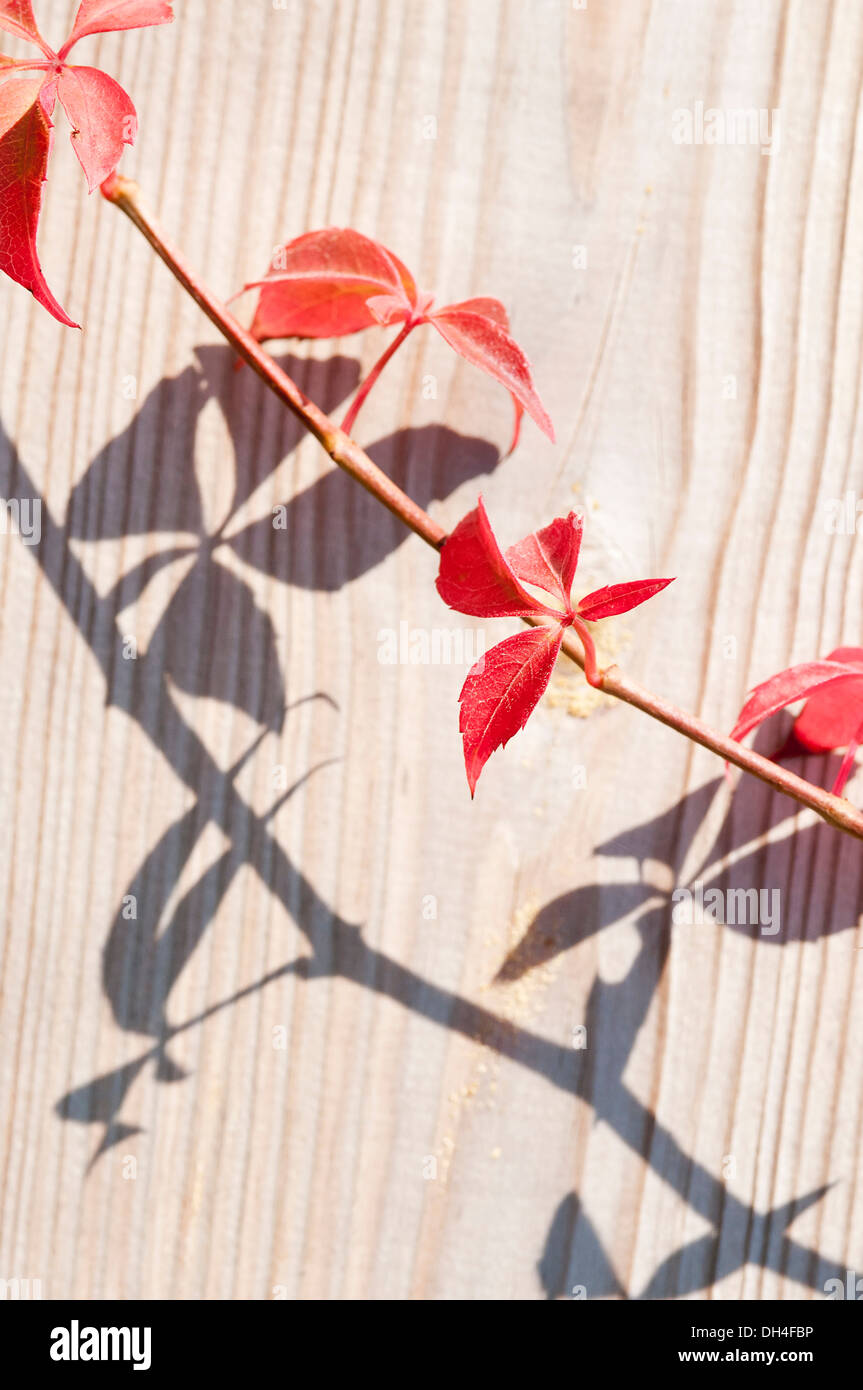 Vigne vierge, Parthenocissus quinquefolia. La tige et les feuilles d'ombre sur bois avec motif vertical de grain. Banque D'Images