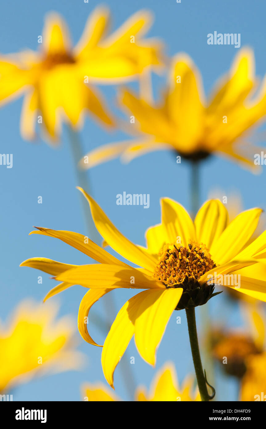 Des fleurs à pétales jaune vif Rudbeckia entourant cône central contre le ciel bleu. Banque D'Images