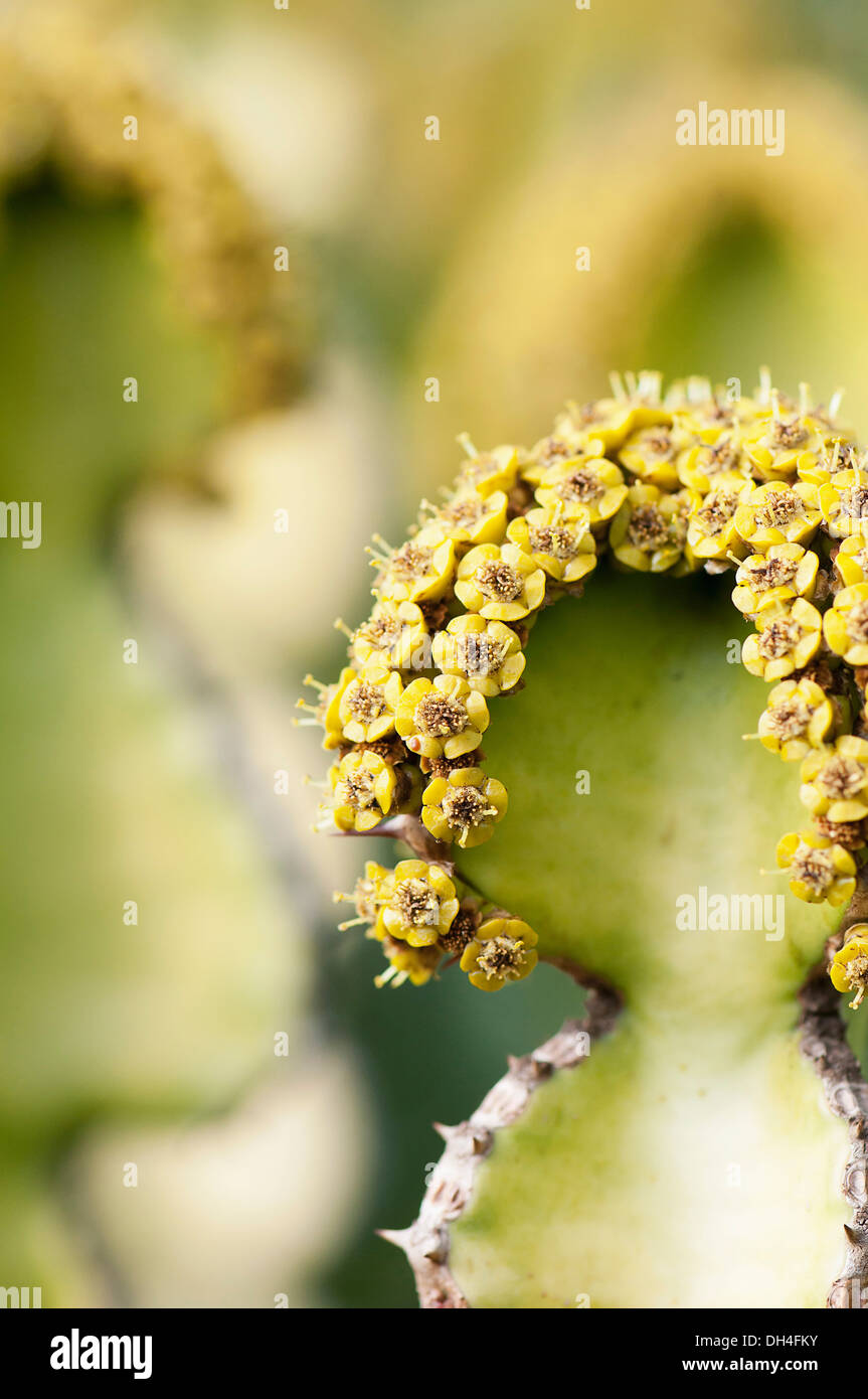 Corne de vache, Euphorbia grandicornis. Fermer voir de minuscules fleurs jaunes qui poussent sur les bords des épineux, feuilles charnues. Banque D'Images
