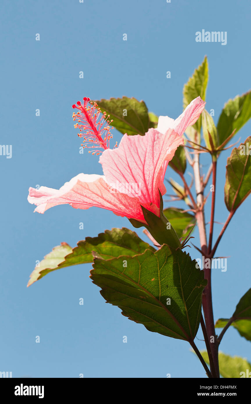Fleur d'Hibiscus avec pistil et les étamines saillantes, tourné vers le haut vers le soleil sur fond de ciel bleu. Banque D'Images