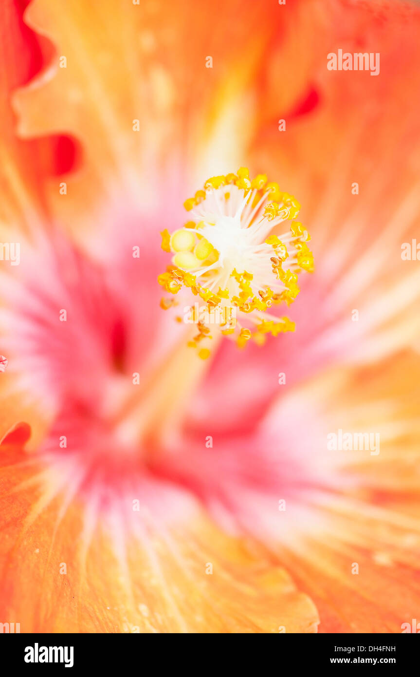 D'Hibiscus. Fermer portrait de fleurs simples avec des pistils et des étamines. Banque D'Images