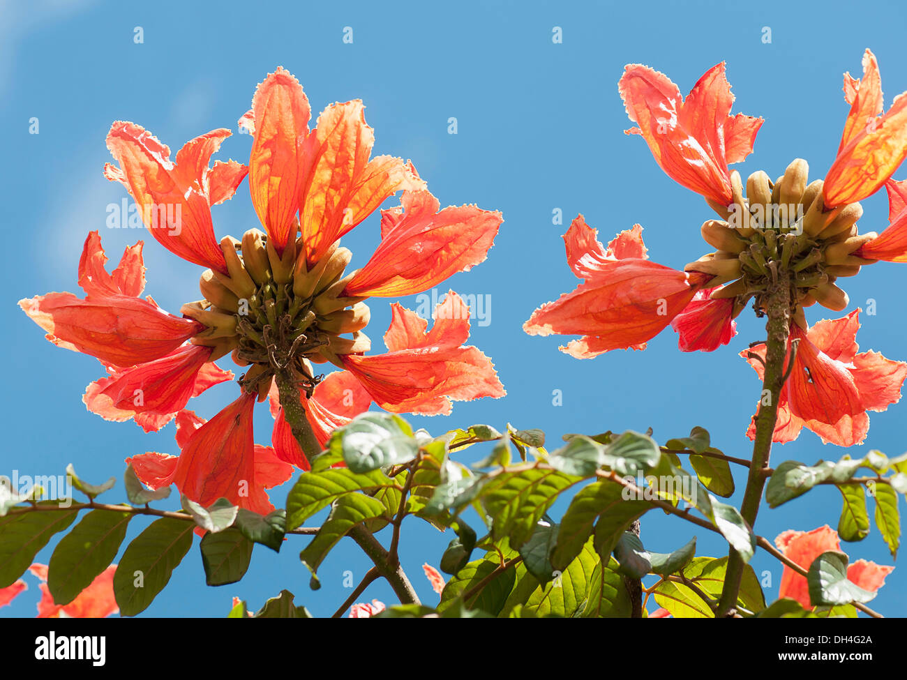African tuliptree, Spathodea campanulata. Vue de dessous de la recherche des grappes de fleurs à contre ciel bleu. Banque D'Images