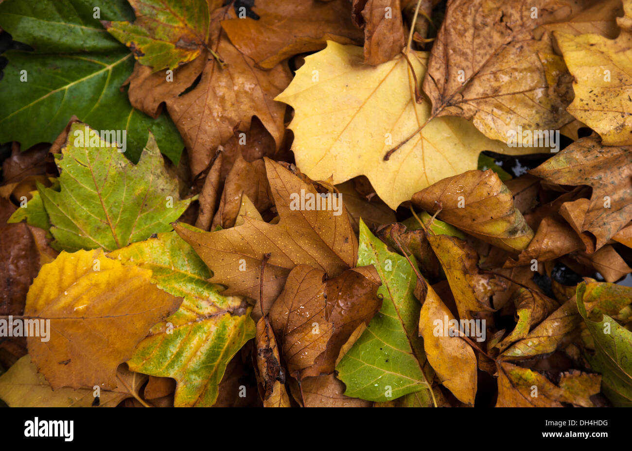 Vert, brun et jaune feuilles d'automne sur le sol.. Banque D'Images