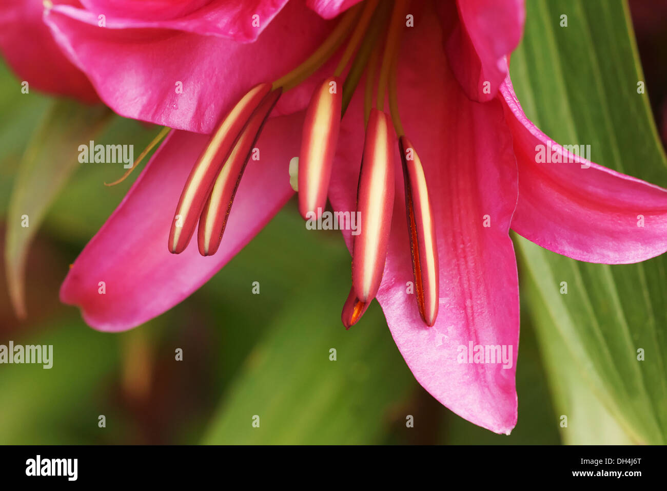 Lily. Fermer portrait de fleurs simples rose foncé et des étamines saillantes. Banque D'Images