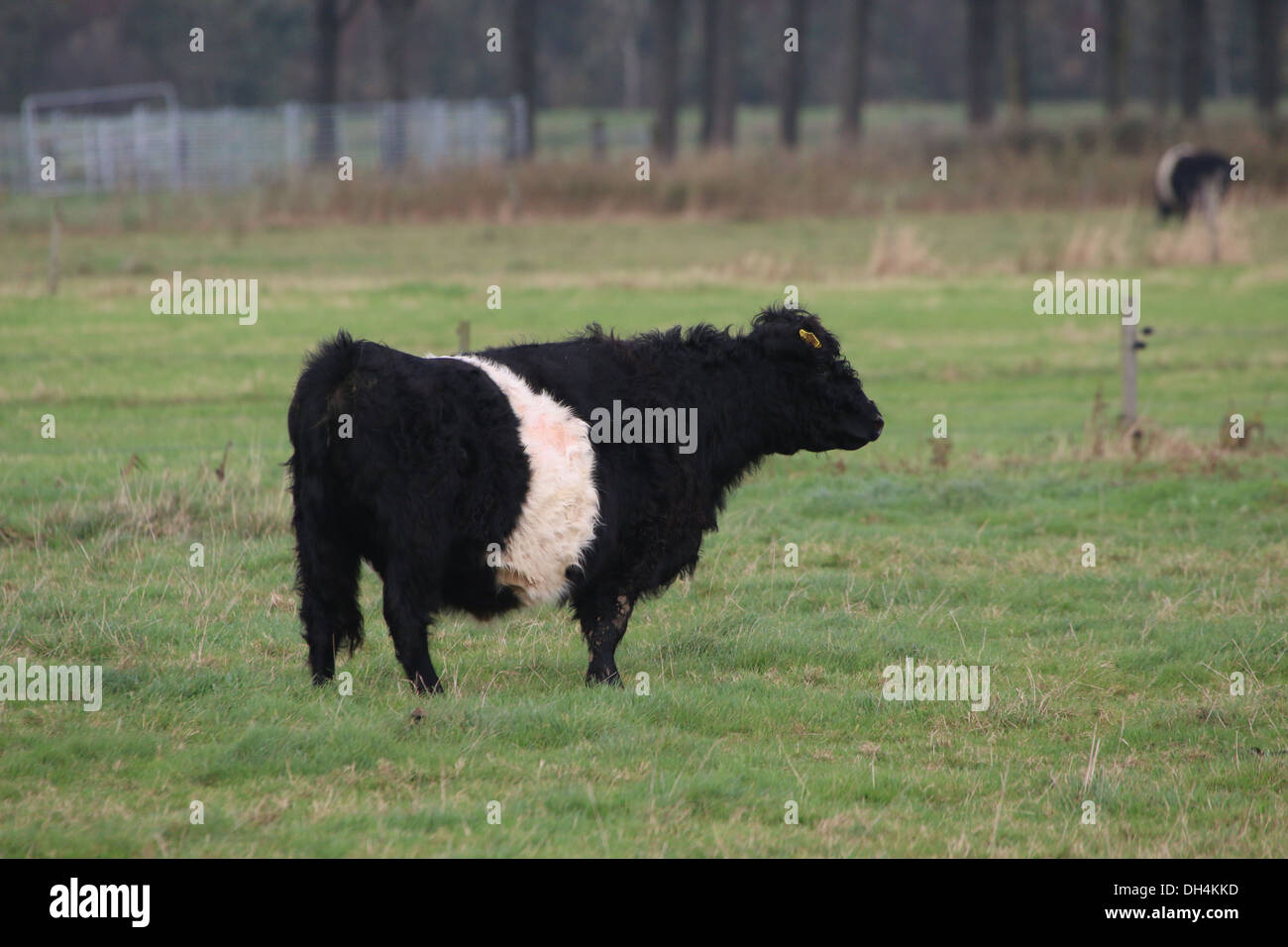 Belted Galloway cattle Banque D'Images