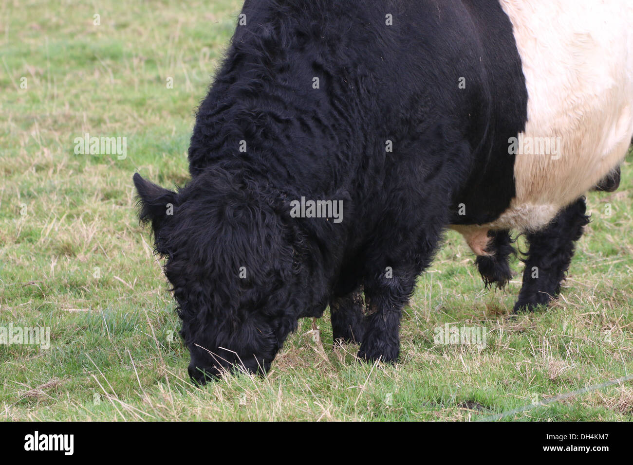 Belted Galloway bull close-up Banque D'Images