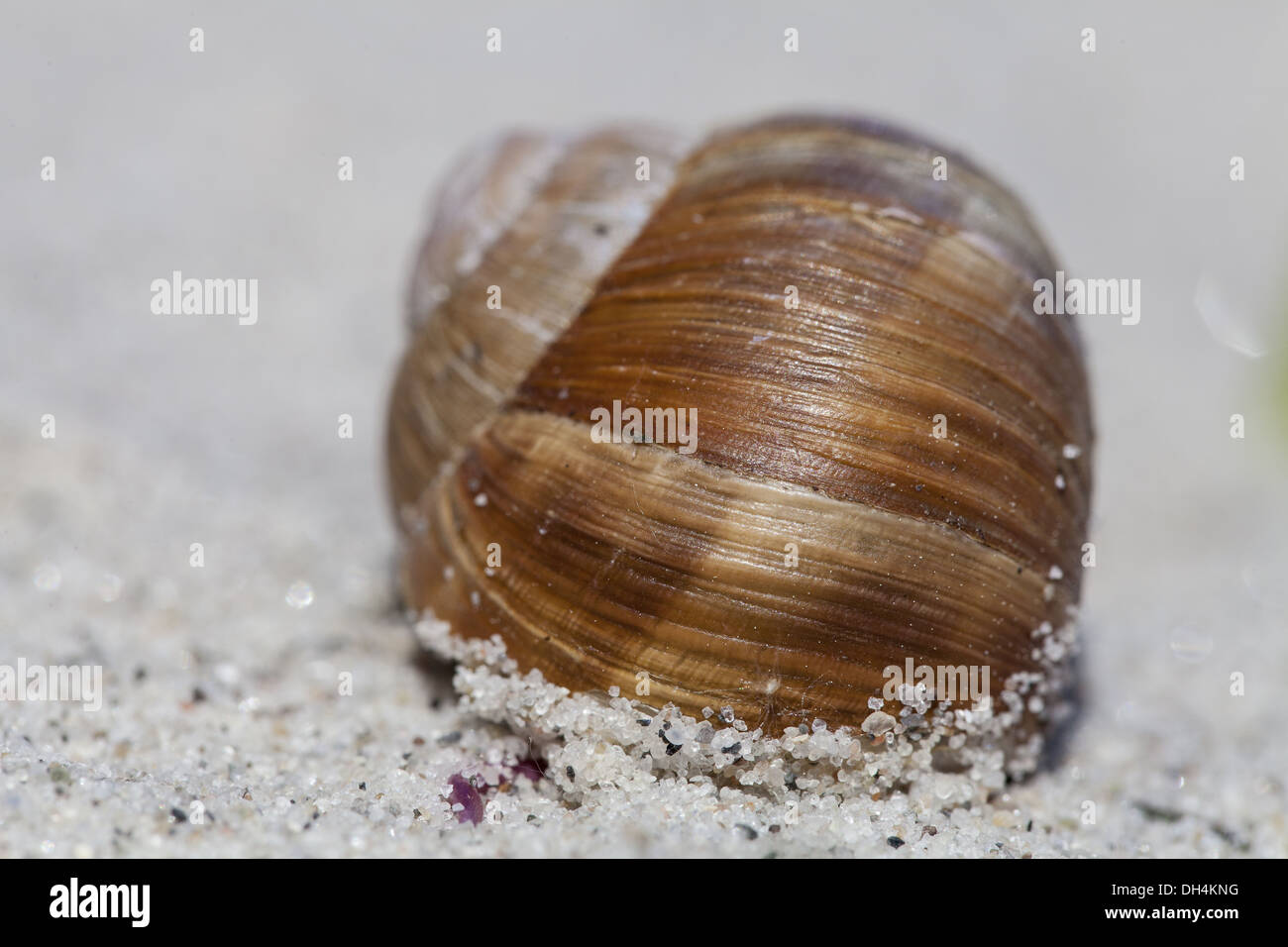 Escargot (Gastropoda) Banque D'Images