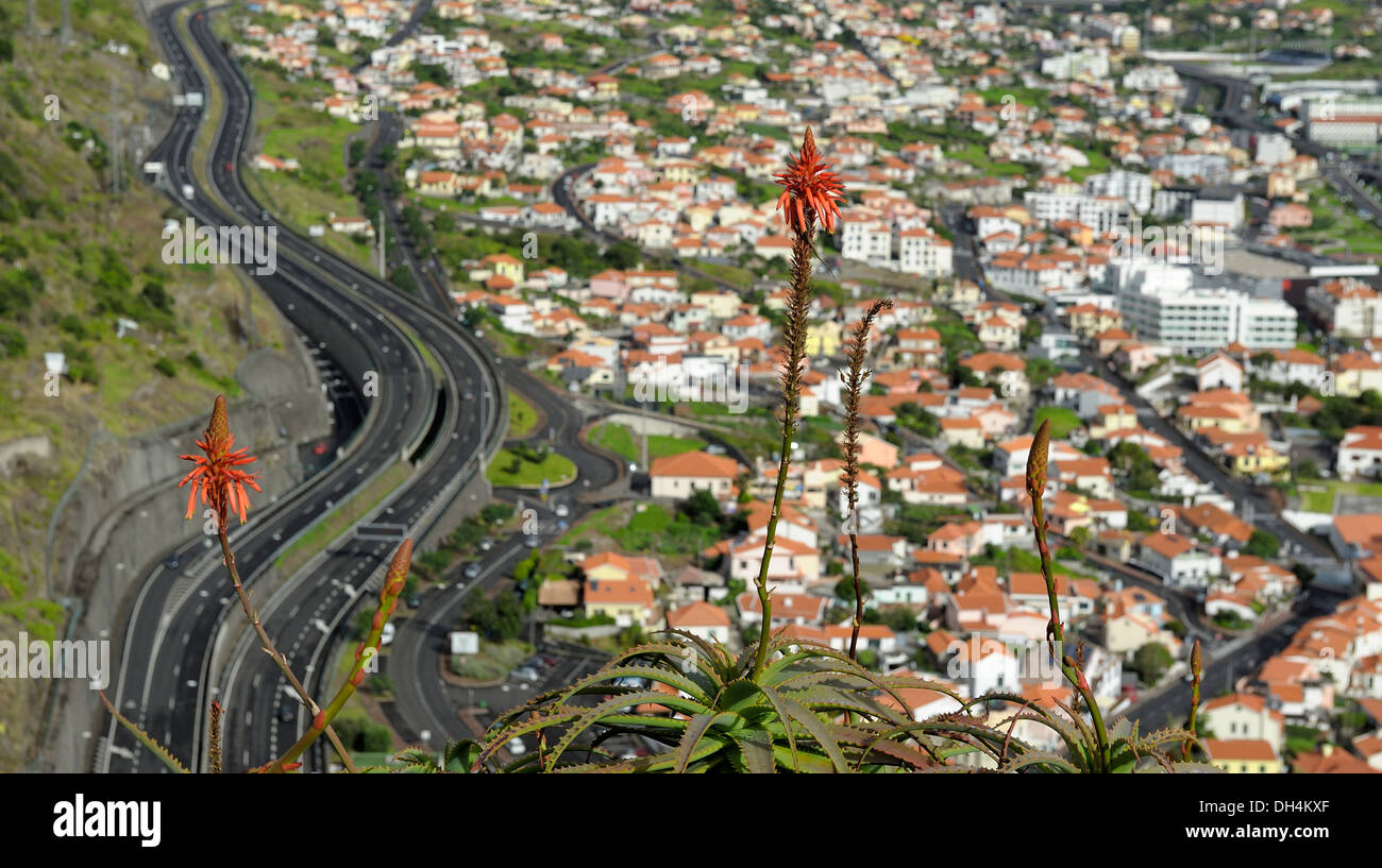 Portugal madère. red hot poker à Machico avec ville en arrière-plan Banque D'Images