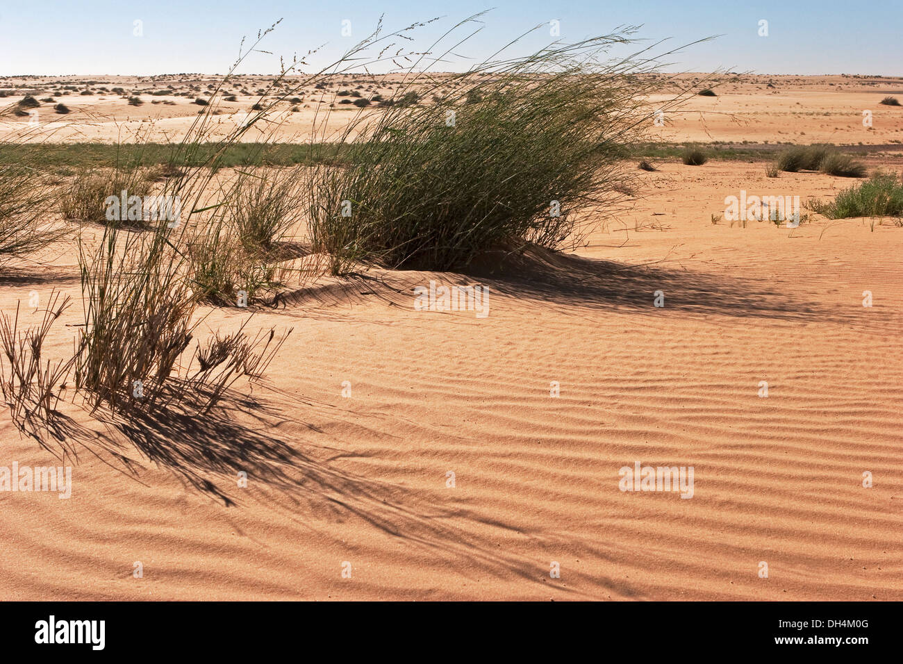 Vent de sable du désert dans les modèles de Foucault avec les plantes et l'herbe de chameau, montrant l'écologisation du désert', après de très rares précipitations récentes Banque D'Images