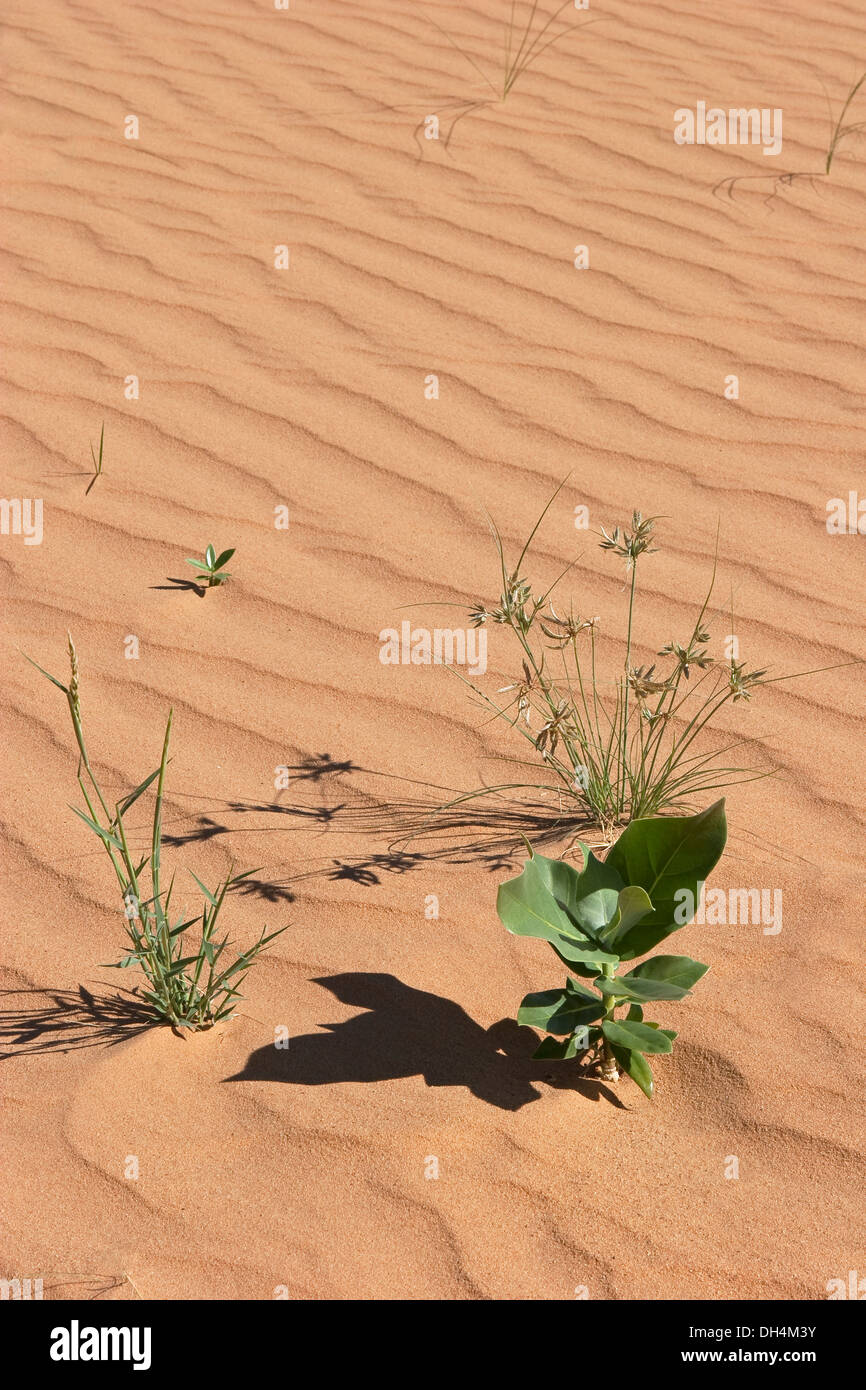 Vent de sable du désert dans les modèles de Foucault avec les plantes et l'herbe de chameau, montrant l'écologisation du désert', après les pluies récentes, très rare Banque D'Images