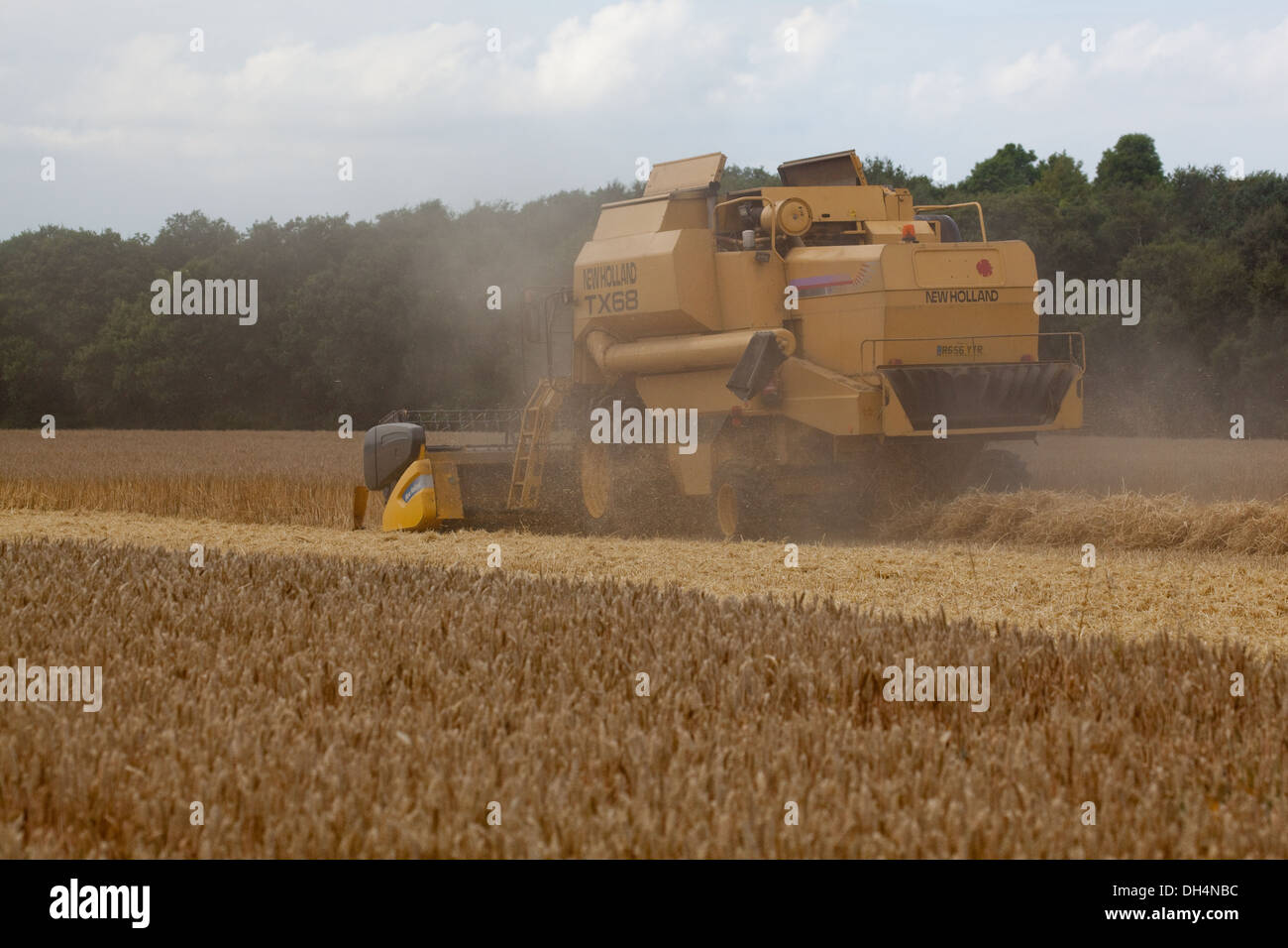 De coupe de moissonneuse-batteuse de blé de la récolte, le battage le grain, semence et évitant la paille derrière. À intervalles réguliers, deuxième Banque D'Images