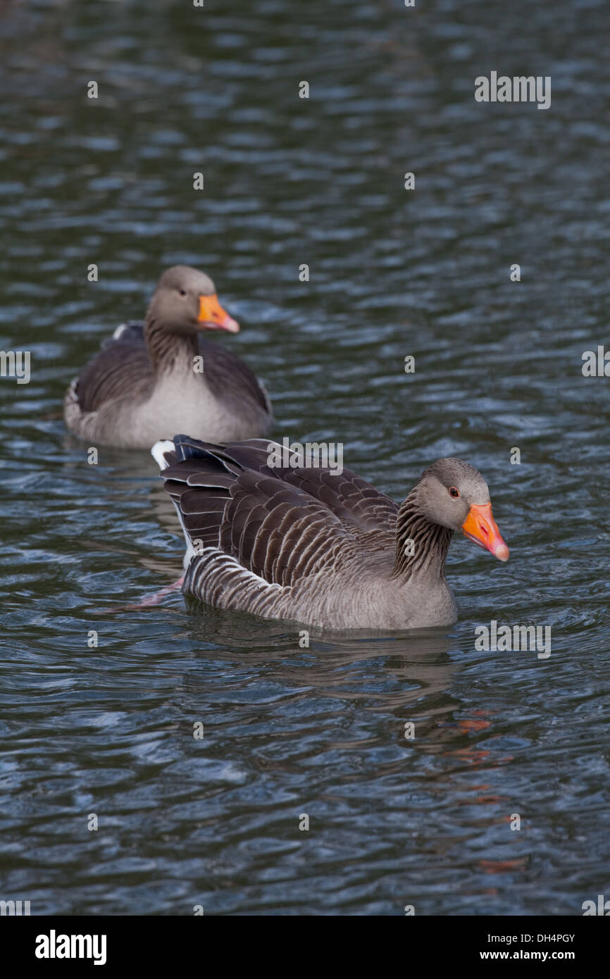 Oies cendrées (Anser anser). Paire ; Gander ou homme en face. La natation. Banque D'Images