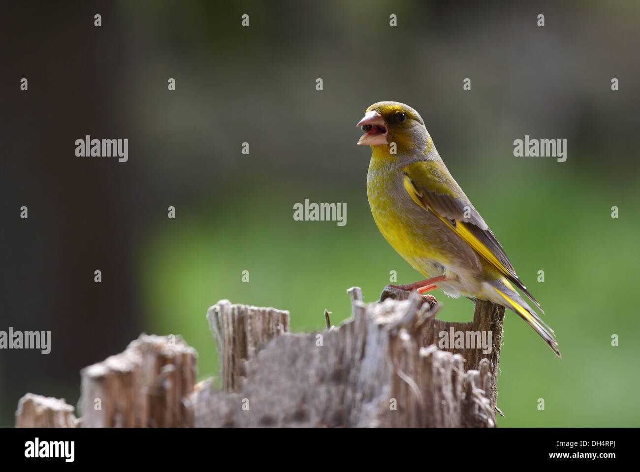 Finch vert sur un tronc d'arbre Banque D'Images