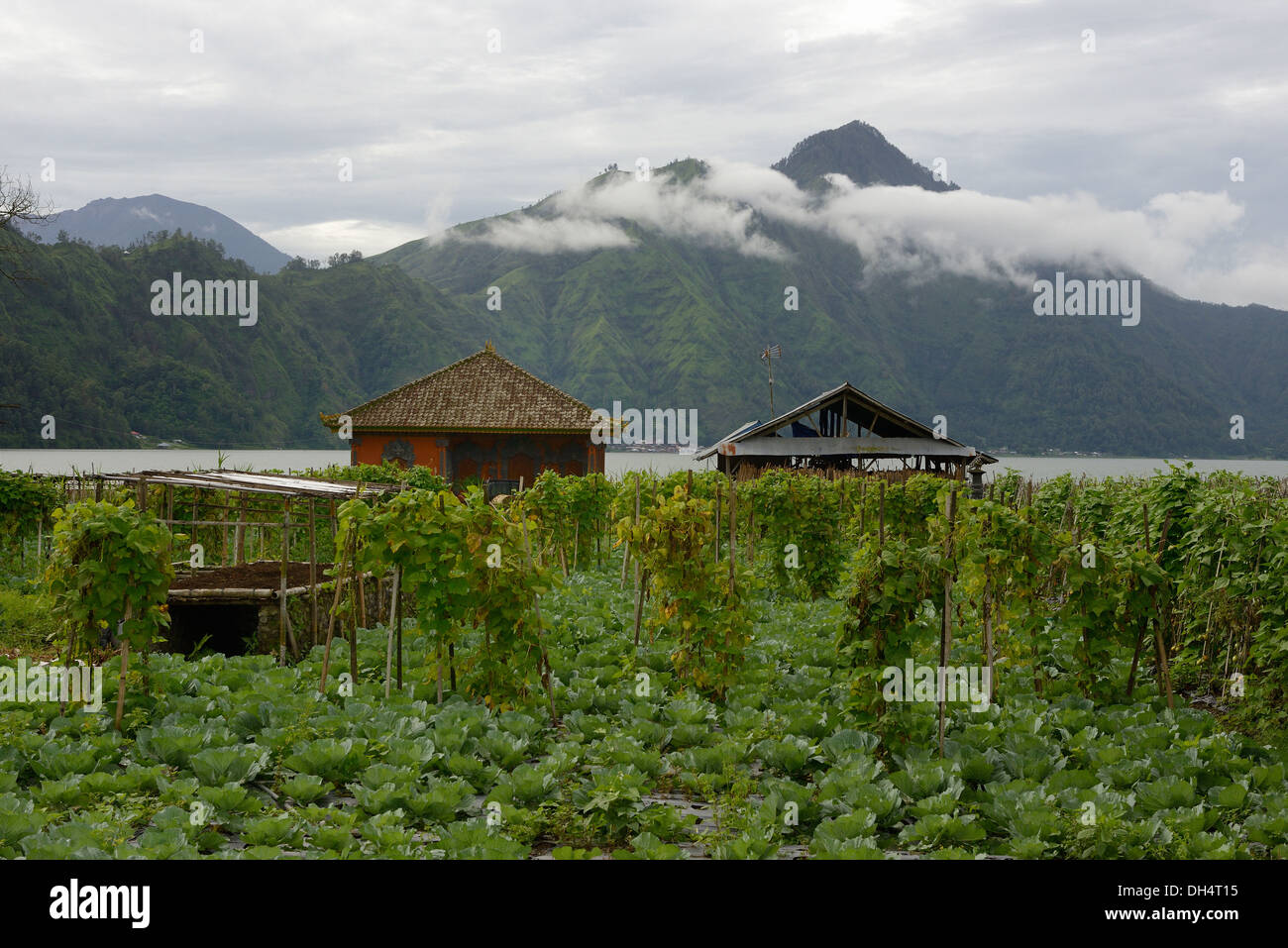 L'Indonésie, l'île de Bali, le chou champ près du Lac Batur au pied du volcan Gunung Abang Banque D'Images