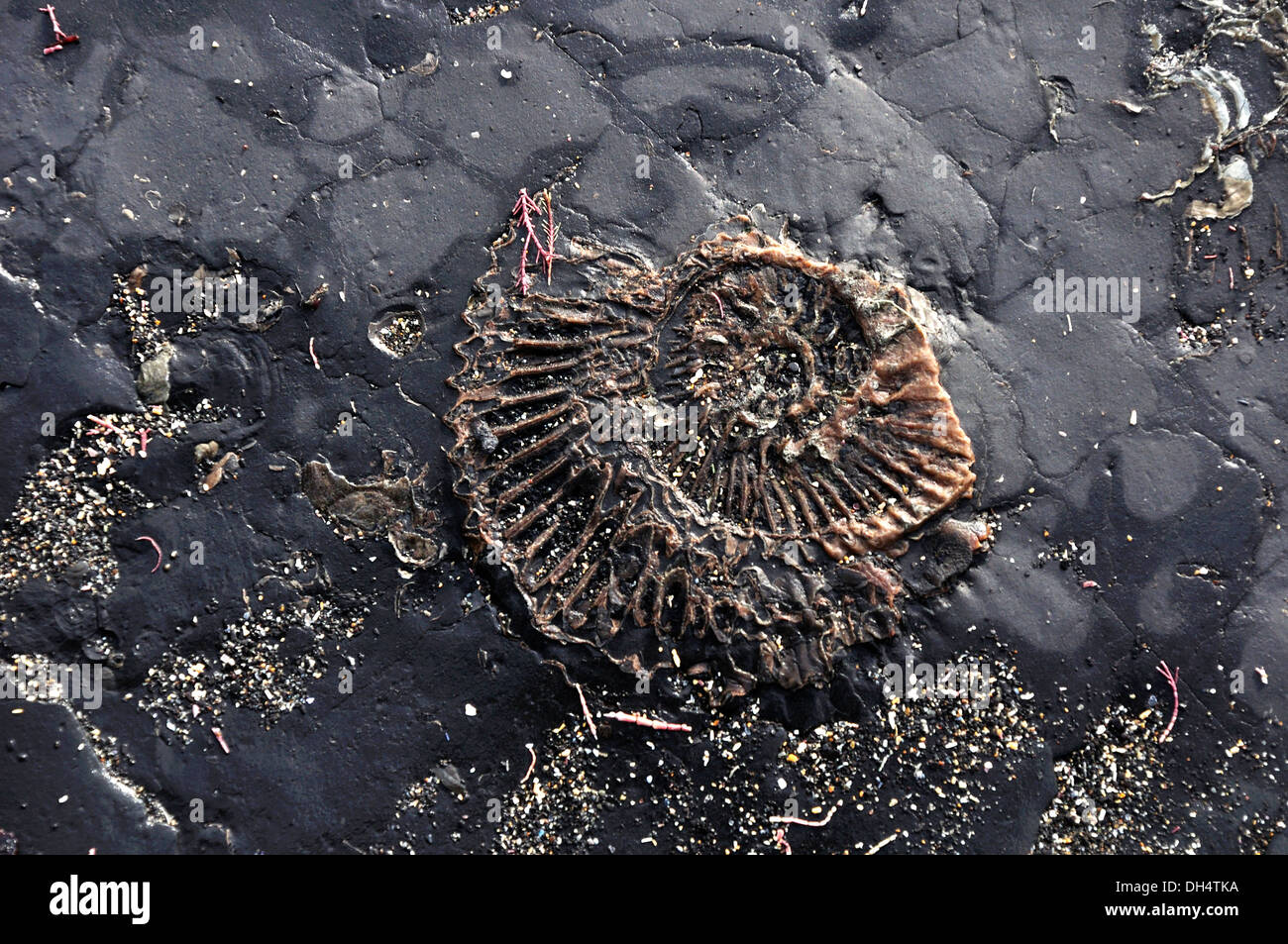 L'ammonite dans les rochers sur la plage UK Banque D'Images