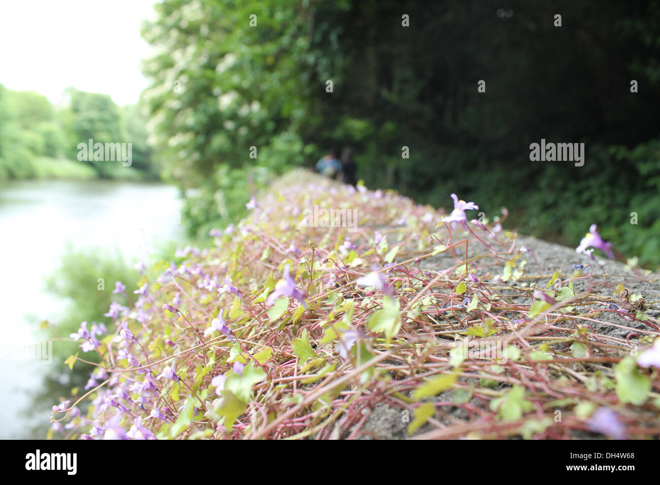 Fleurs au bord de la sur une passerelle le long de la rivière de Durham Banque D'Images
