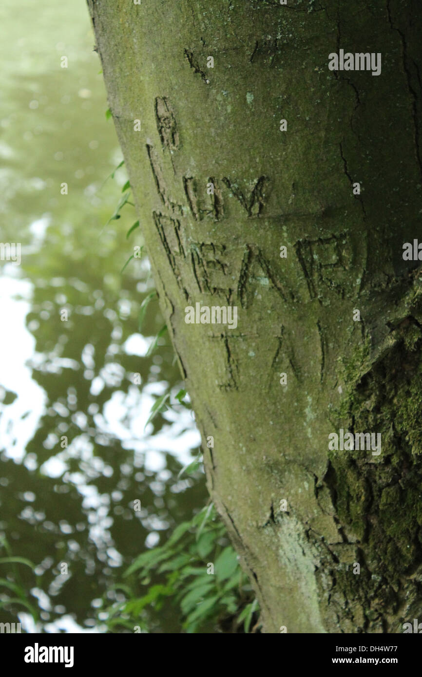 Jeune amour écrit sur un arbre Banque D'Images