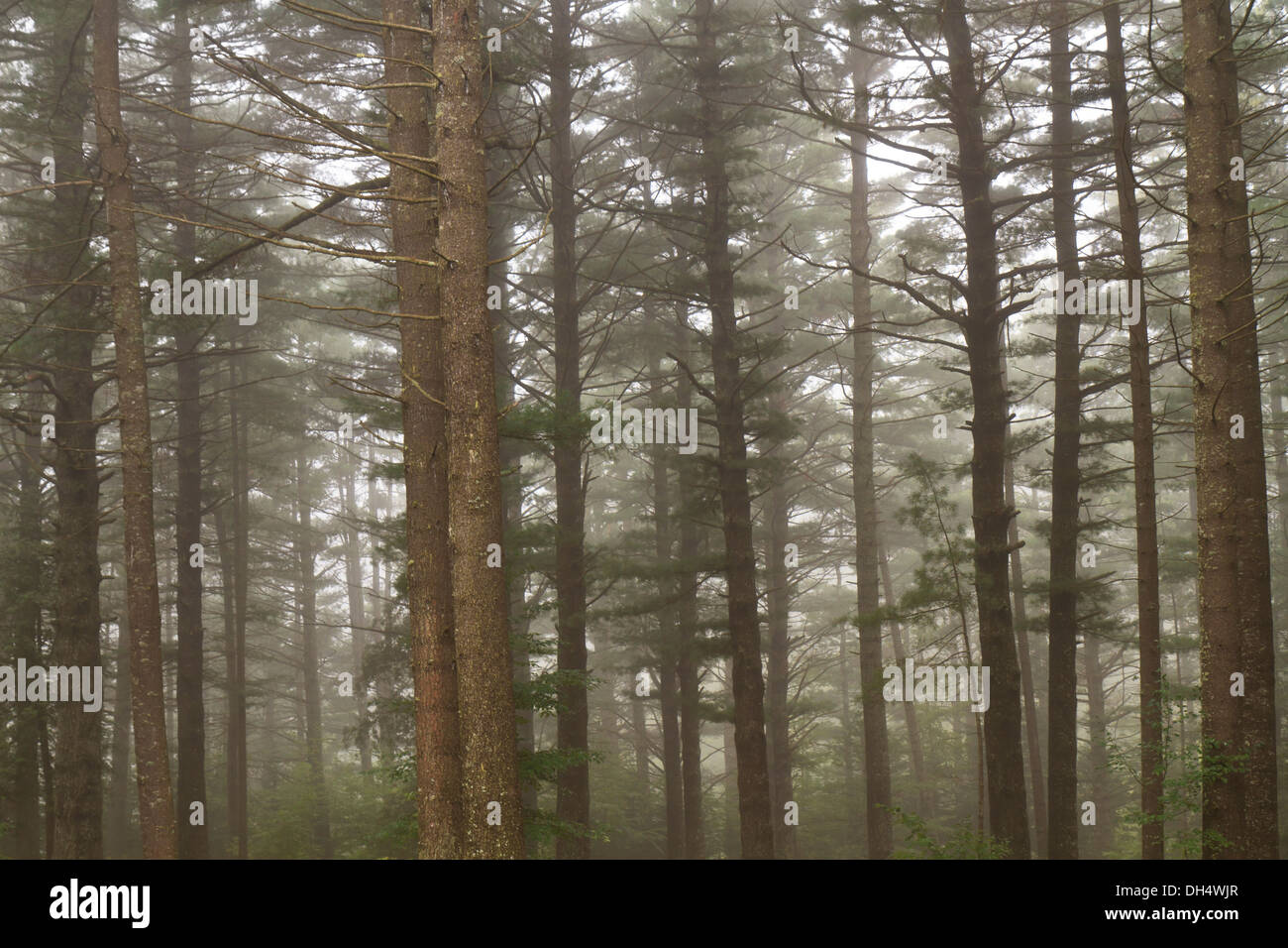 Un matin brumeux dans le plus grand peuplement de pins anciens à New York, dans le parc des Adirondack. Banque D'Images