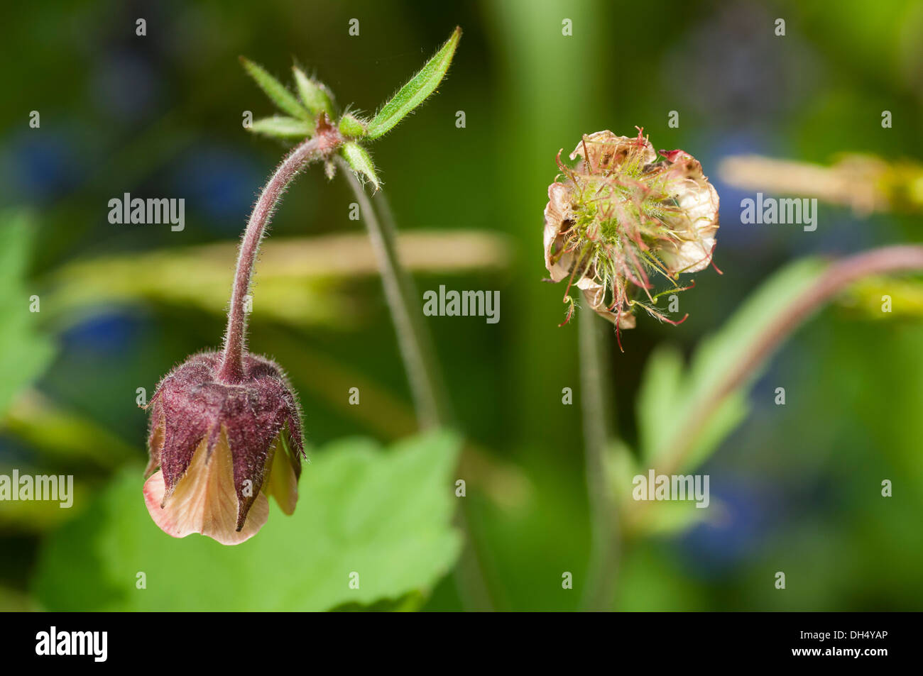 (Geum urbanum aven de l'eau de fleur) Banque D'Images