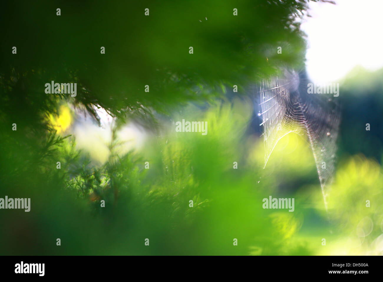 Spider web sur arbre dans jardin avec fond vert Banque D'Images