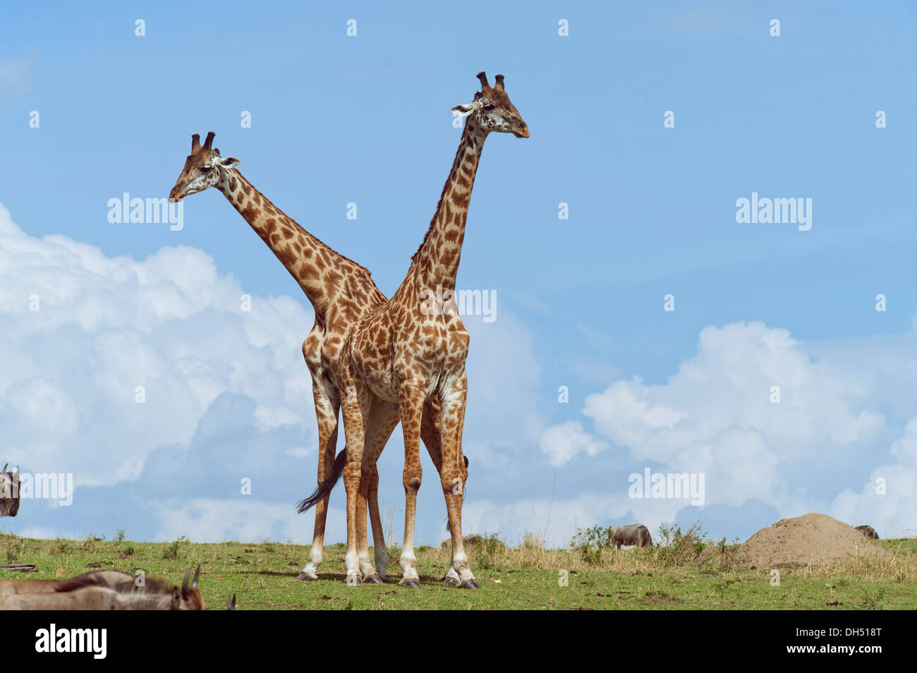 Deux girafes (Giraffa camelopardalis), les taureaux de combat, Massai Mara, Serengeti, province de la vallée du Rift, au Kenya Banque D'Images