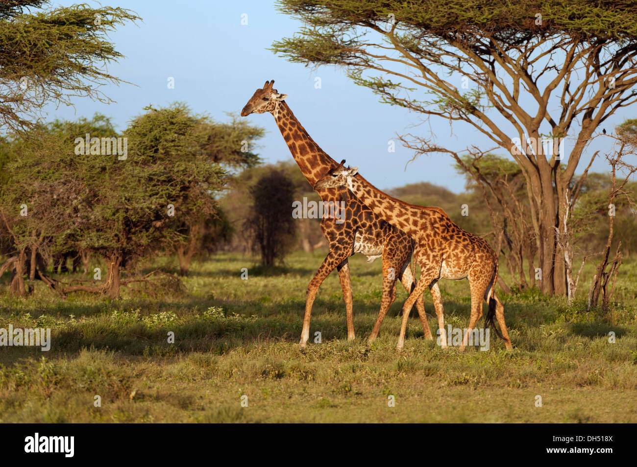 Girafe (Giraffa camelopardalis) avec un veau dans la lumière du soir, Serengeti, Tanzanie Banque D'Images
