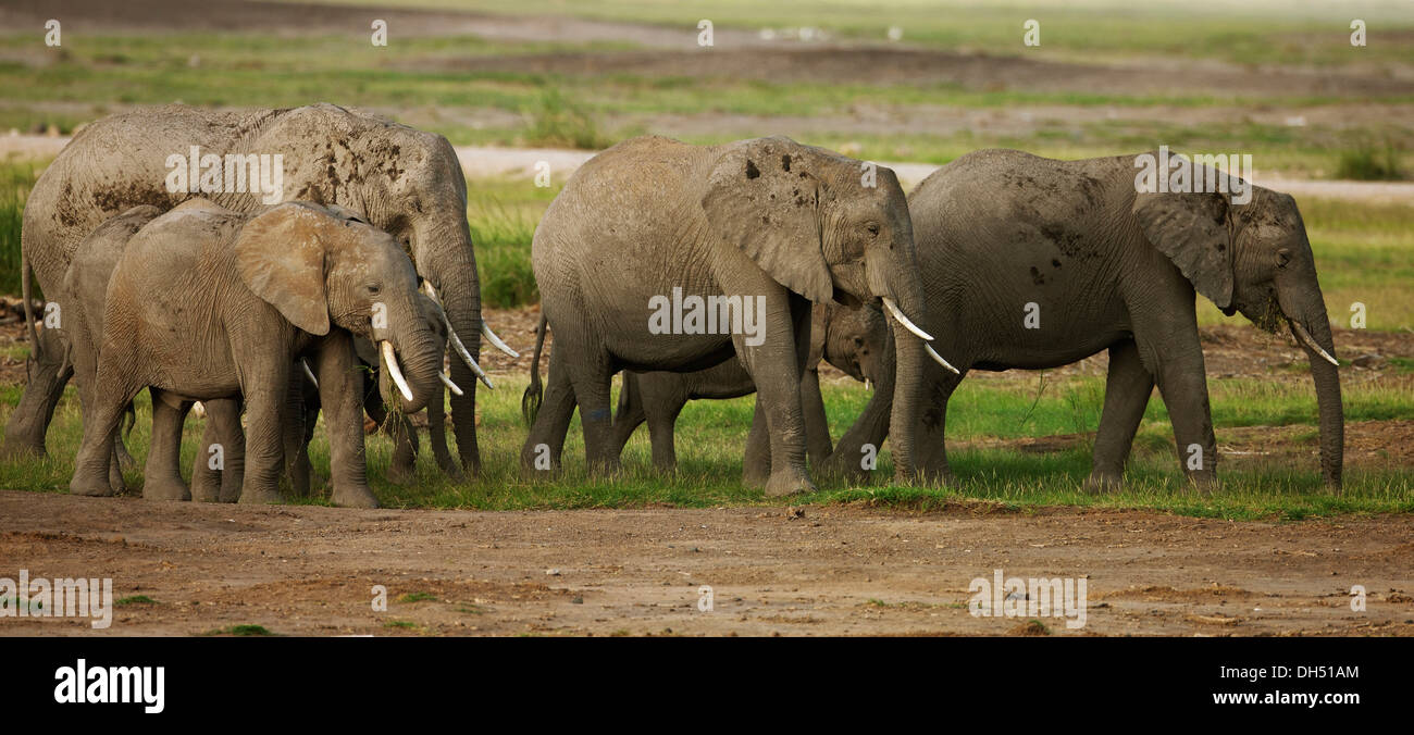 Troupeau d'Éléphants Bush africain (Loxodonta africana) au cours de la saison humide, le Parc national Amboseli, Province de Liège, au Kenya Banque D'Images