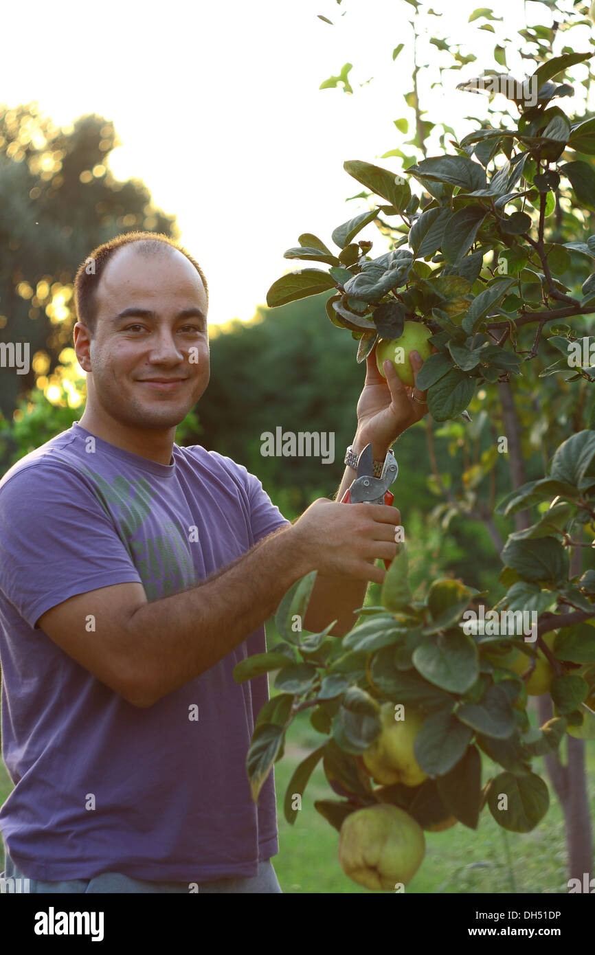 Arbre généalogique de coings préparation au moment de la récolte Banque D'Images