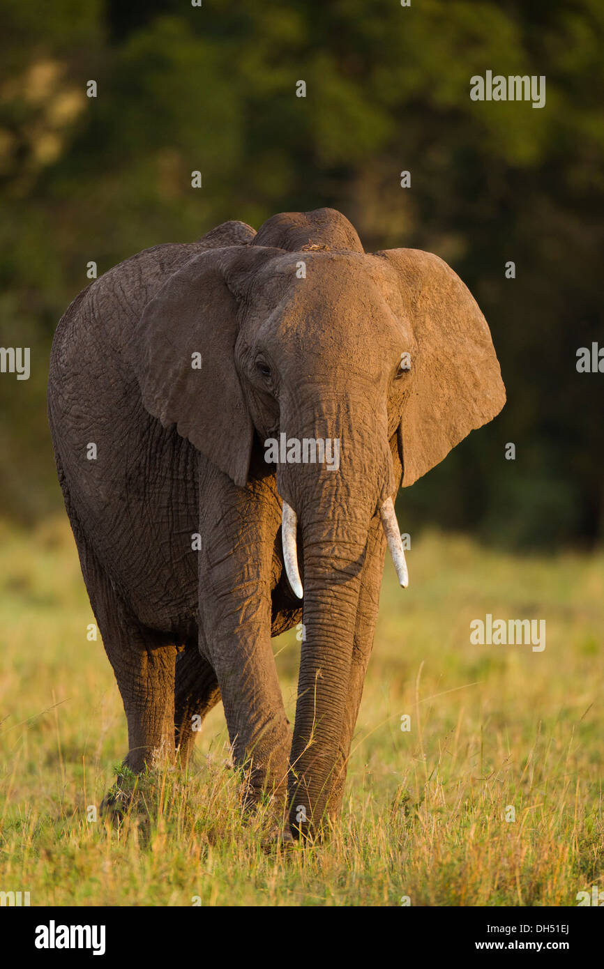Bush africain Elephant (Loxodonta africana), Massai Mara, Serengeti, province de la vallée du Rift, au Kenya Banque D'Images