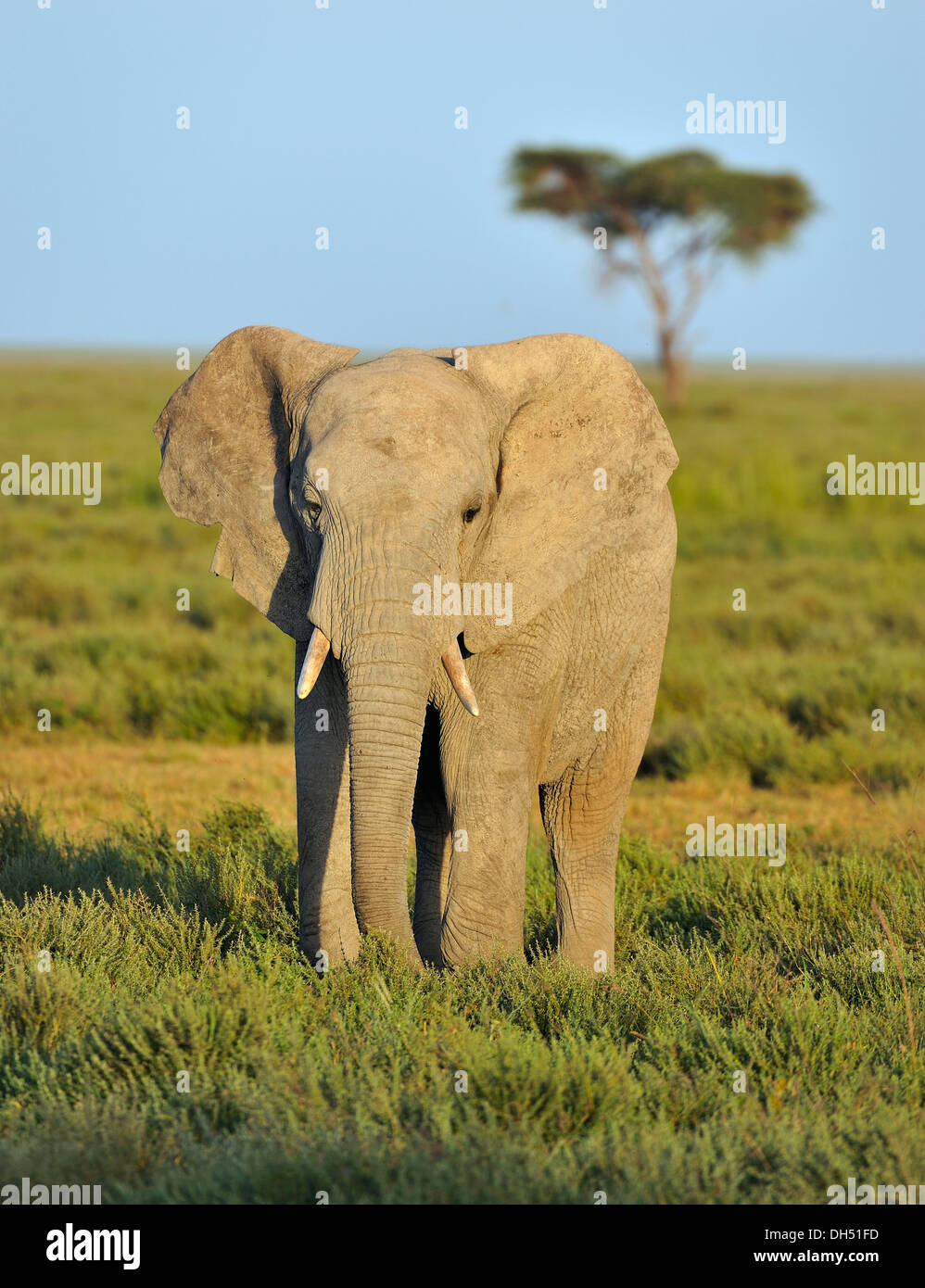 Young African Bush Elephant (Loxodonta africana) dans le paysage de savane, Serengeti, Tanzanie Banque D'Images
