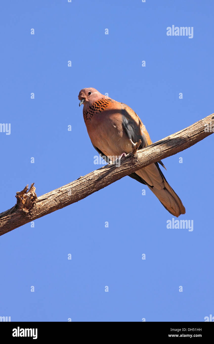 Colombe Palm, rire dove (Streptopelia senegalensis) dans le désert, Royaume hachémite de Jordanie, Moyen-Orient Banque D'Images