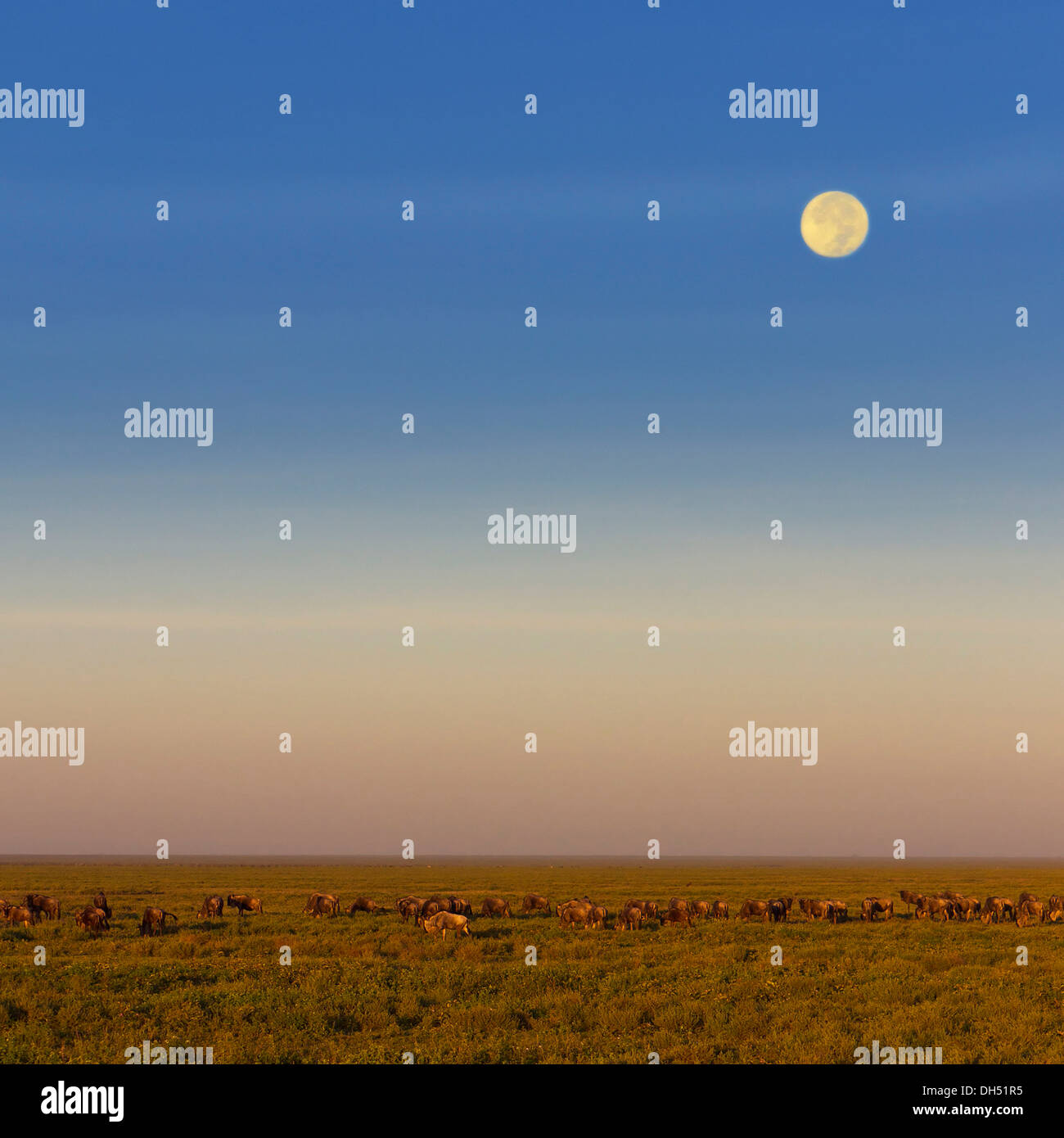 La migration de troupeau de gnous bleu (Connochaetes taurinus) pendant la pleine lune dans la savane, Serengeti, Tanzanie Banque D'Images