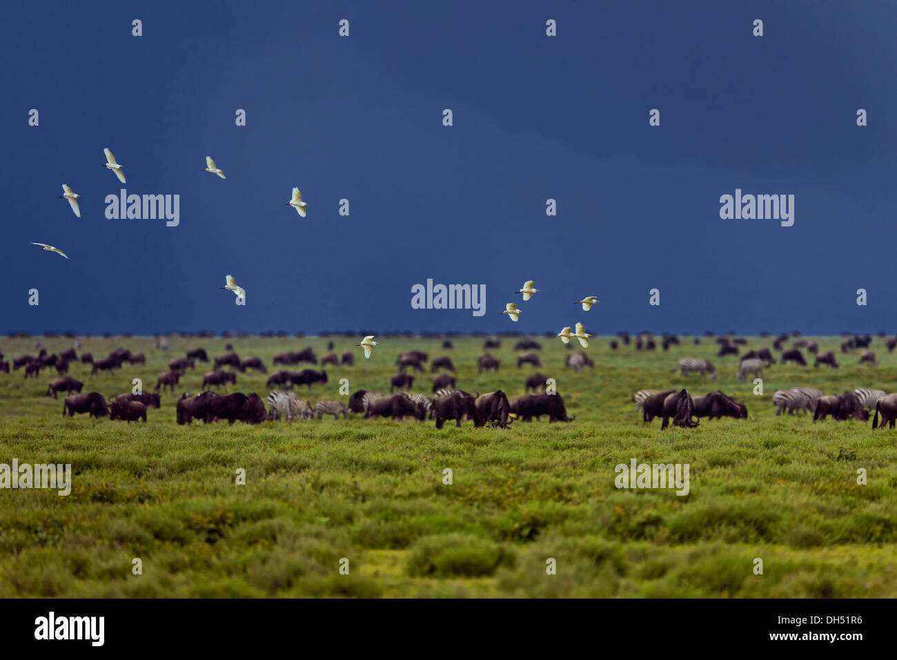 Flocage oiseaux au-dessus d'un troupeau de gnous bleus de pâturage (Connochaetes taurinus) en face de l'arrivée d'une tempête, Serengeti Banque D'Images