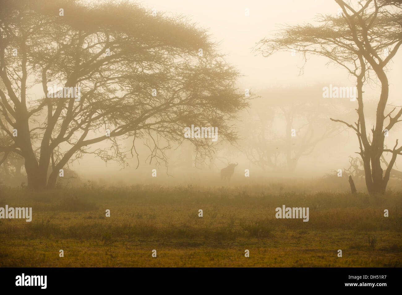 Le Gnou bleu (Connochaetes taurinus) dans la brume matinale, Serengeti, Tanzanie Banque D'Images