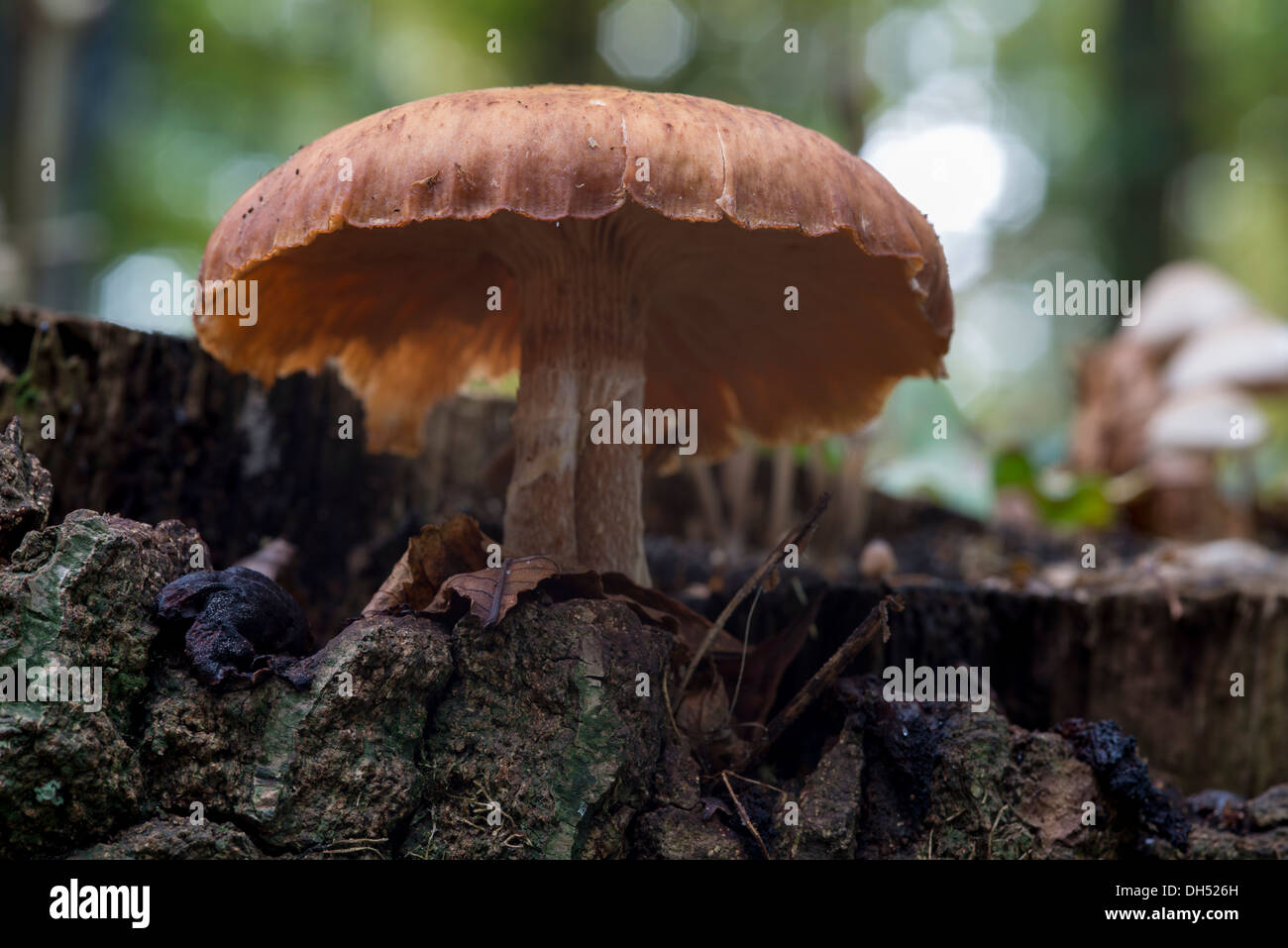 Champignon sur vieil arbre en automne nature Banque D'Images