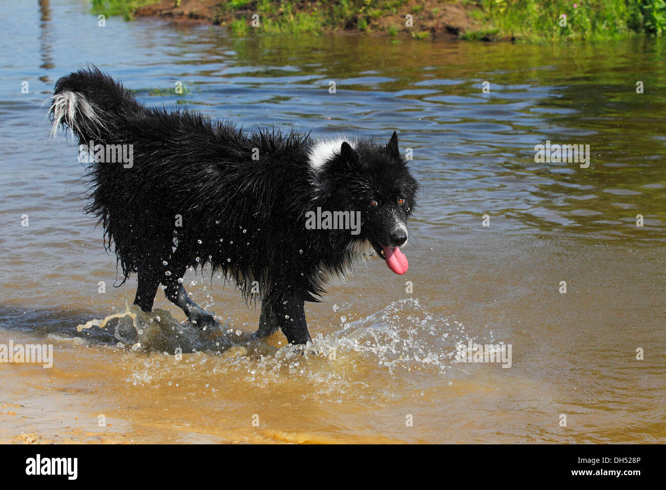 Chien bâtard, marcher dans l'eau peu profonde Banque D'Images