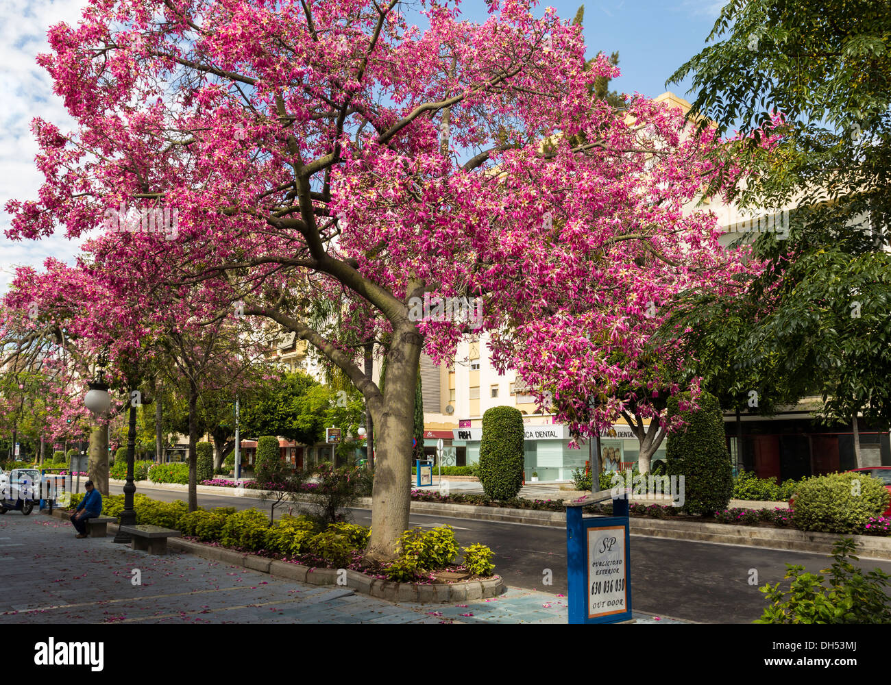 De soie [CEIBA SPECIOSA ] Arbre en fleurs avec de magnifiques fleurs roses ET PAS DE FEUILLES LE LONG DE LA ROUTE PRINCIPALE MARBELLA ESPAGNE Banque D'Images