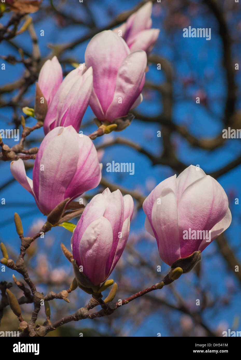 Magnolia fleurs dans le jardin de printemps Banque D'Images