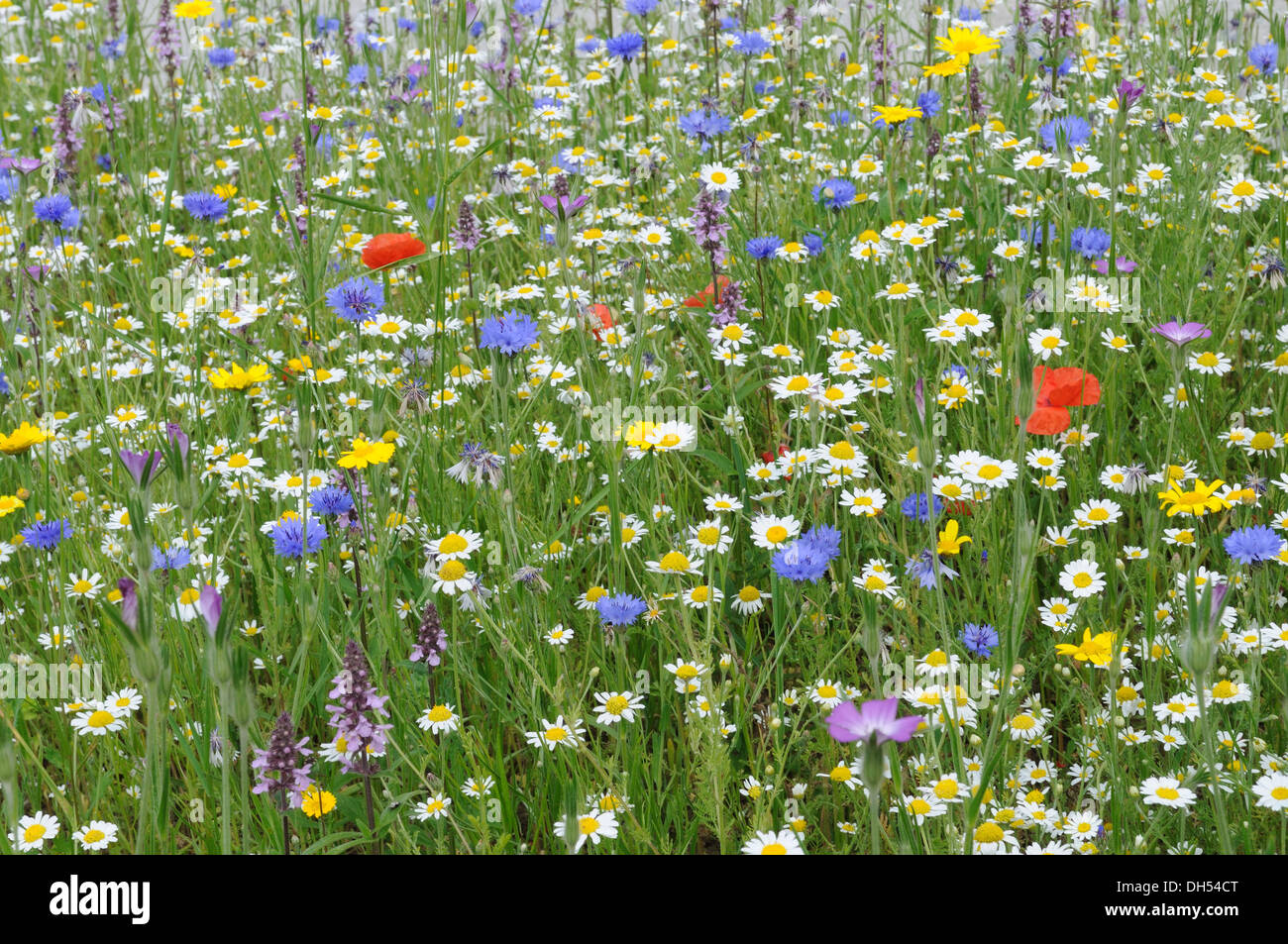 Fleurs sauvages colorées plantées dans une prairie de fleurs sauvages Glamorgan Wales Cymru UK GO Banque D'Images