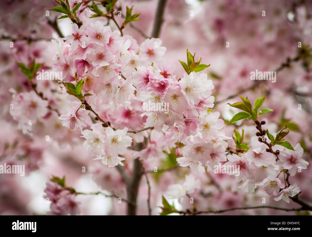 Ciel plein de fleurs de cerisier sur arbre de printemps Banque D'Images