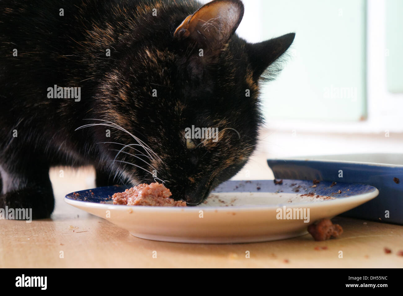 Black Cat de manger des aliments à partir d'une plate Banque D'Images