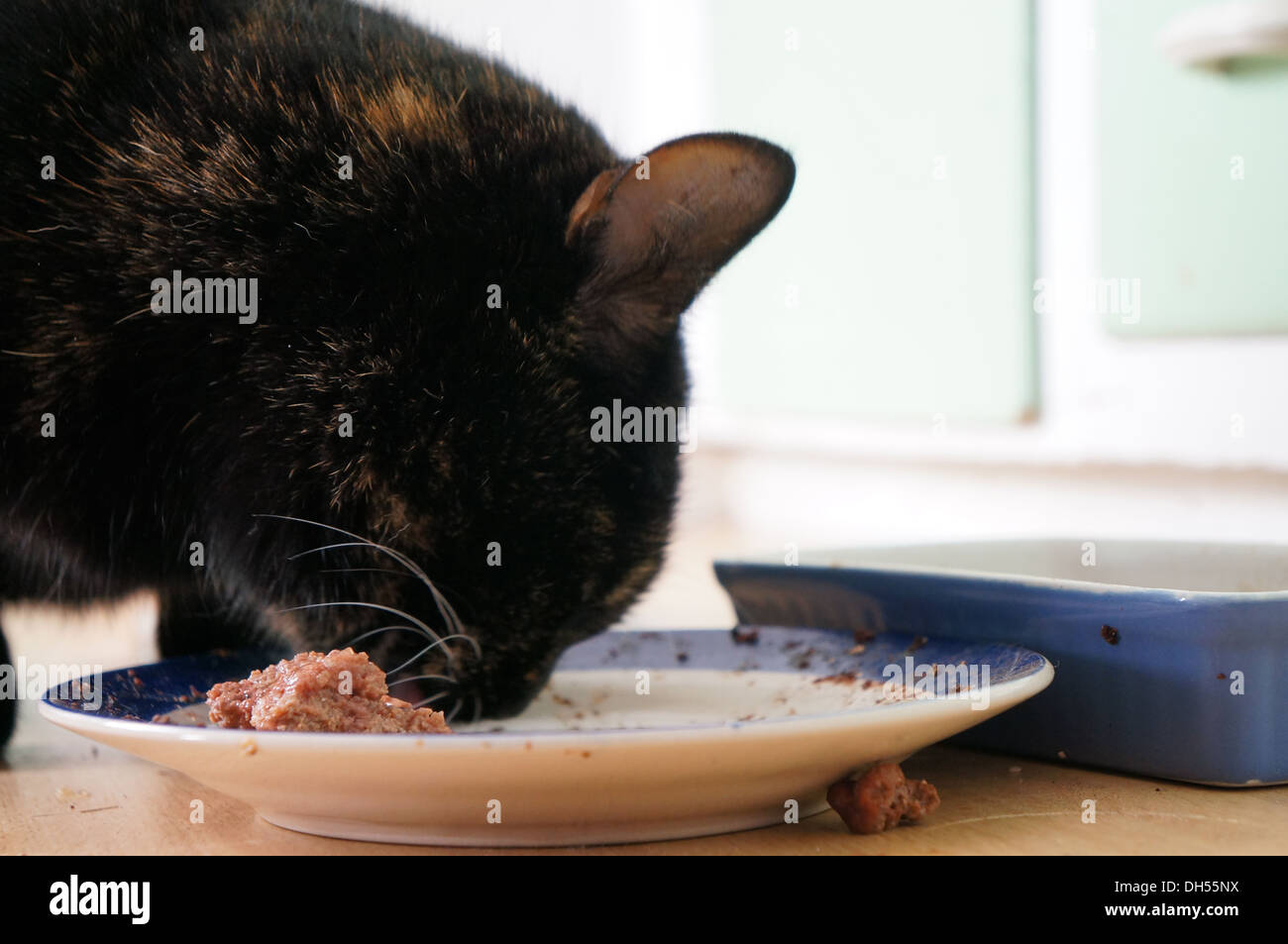 Black Cat de manger des aliments à partir d'une plate Banque D'Images