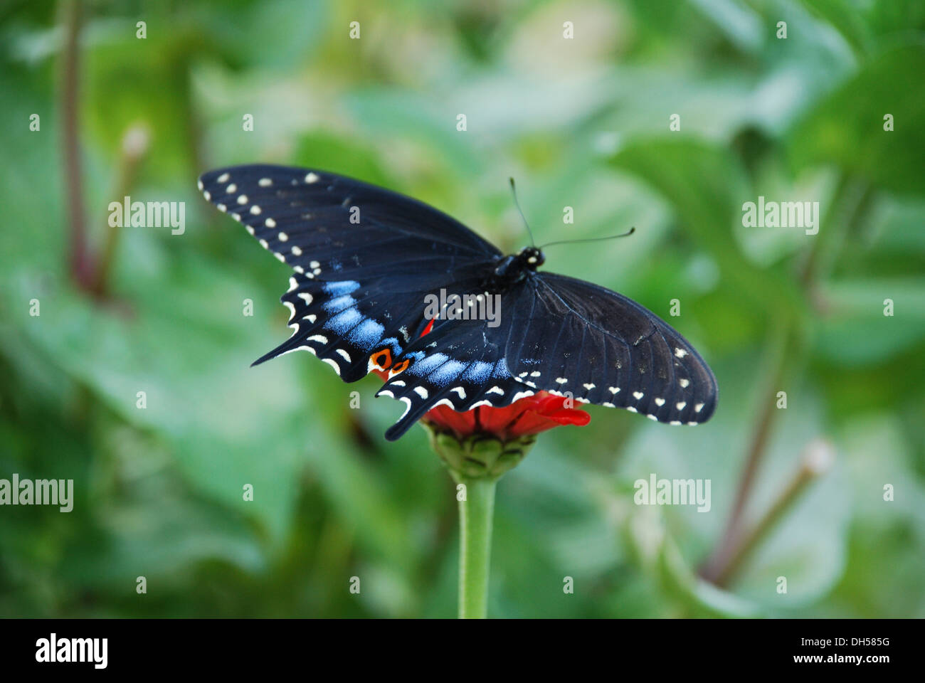 Le panais ou Swallowtail Noir sur rouge maman papillon Banque D'Images