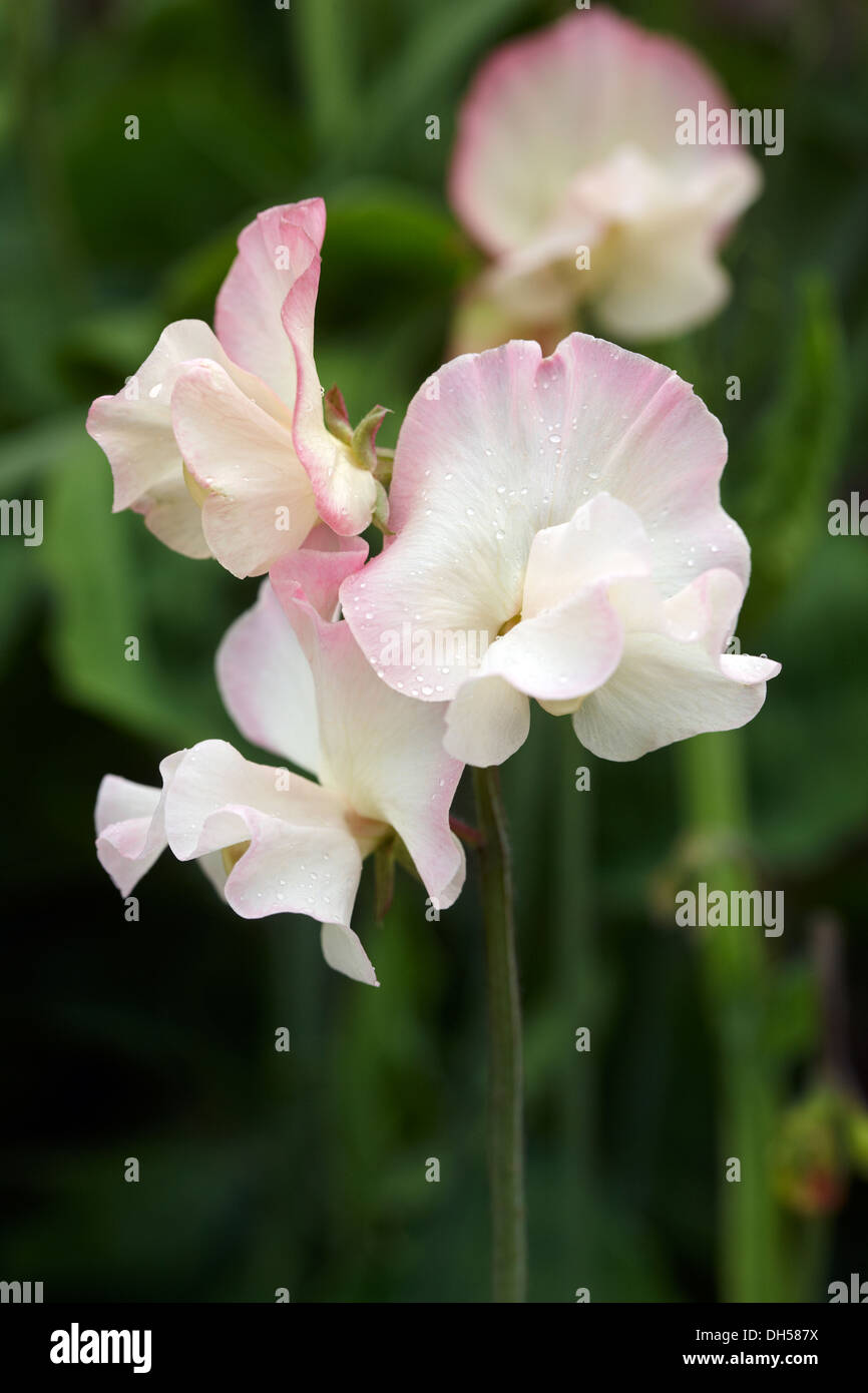 Pois 'Kiera Madeline' Banque D'Images